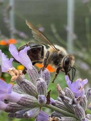 Při zakládání záhonů vždycky myslíme i na včelky. Letos jsme se jim trefili do vkusu, protože nám to tu bzučí jedna radost...